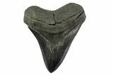 Serrated, Fossil Megalodon Tooth - South Carolina #344560-1